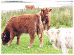 スコットランドの牛　その４